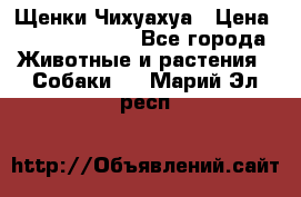 Щенки Чихуахуа › Цена ­ 12000-15000 - Все города Животные и растения » Собаки   . Марий Эл респ.
